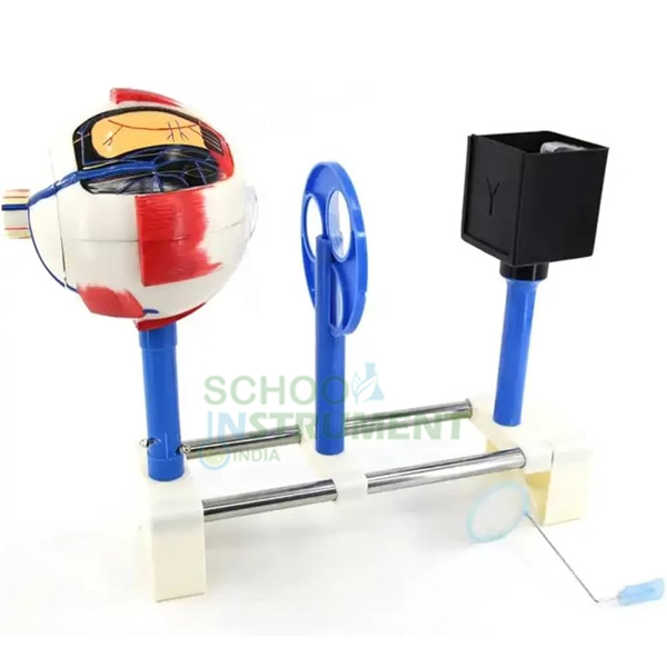 Human Eye kit Model (Functional)